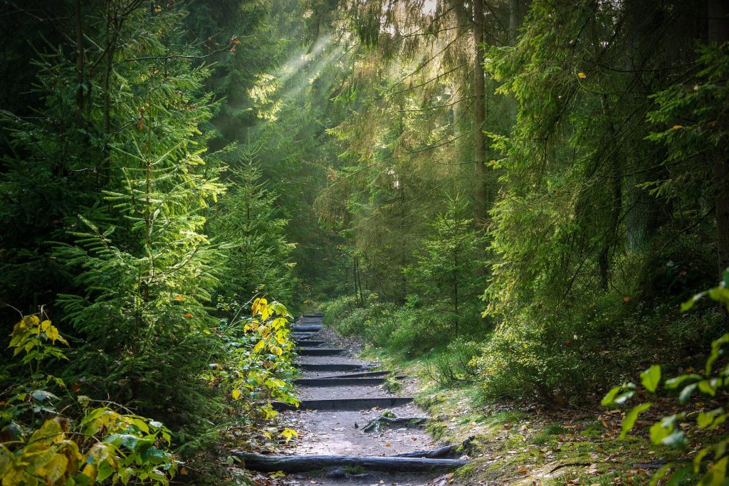 Einsamer Weg durch einen Nadelwald. Sonnenlicht fällt durch die Baumkronen.